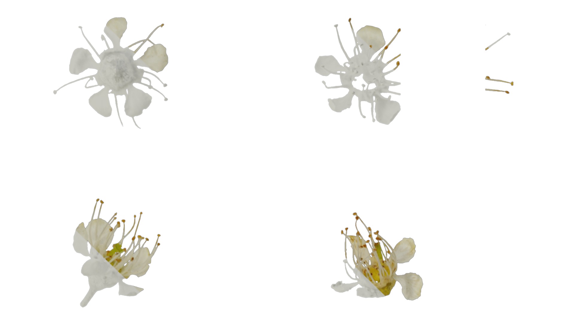 Anydrafts Prunus padus Flower 01 Texture_1