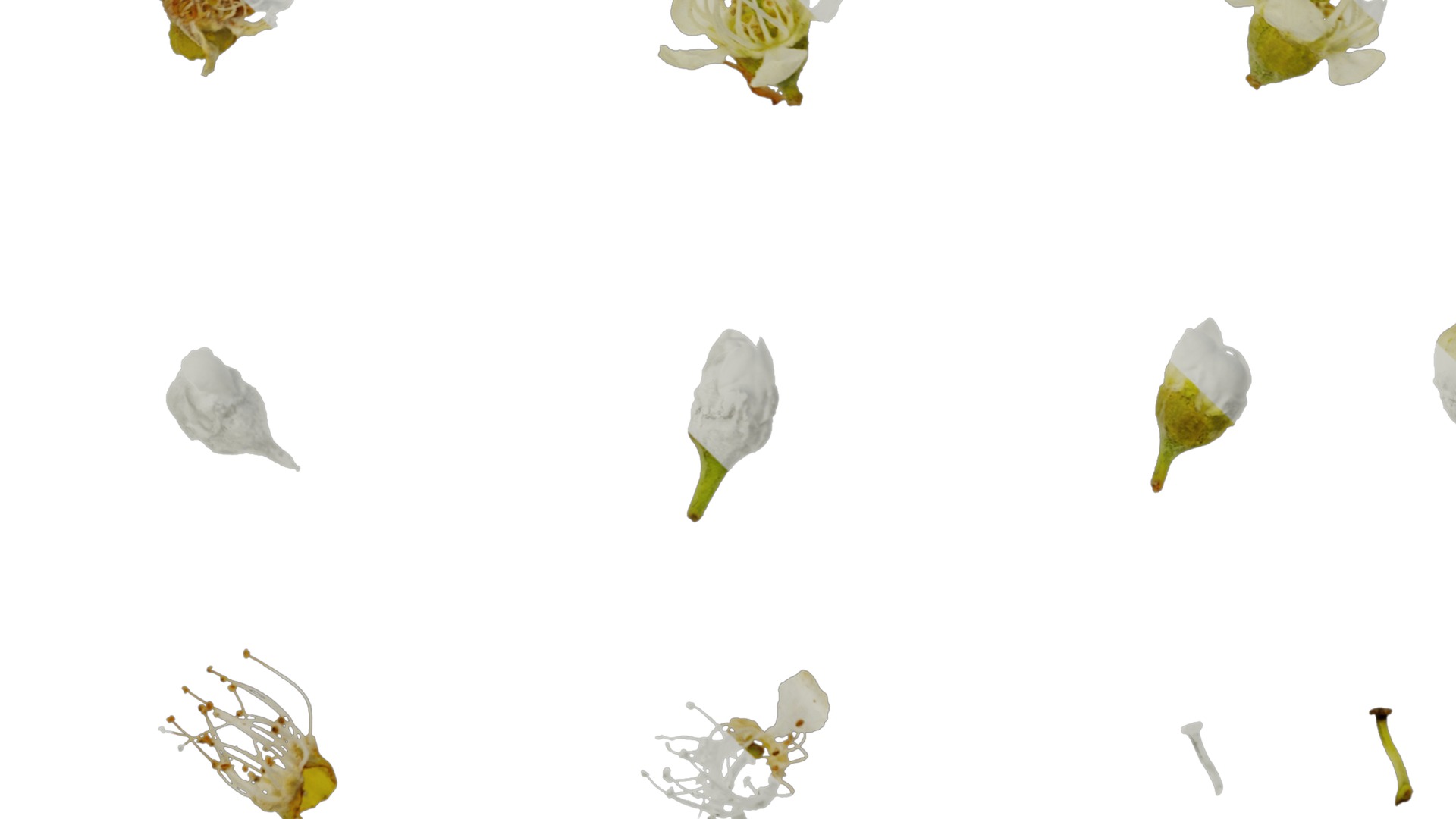 Anydrafts Prunus padus Flower 01 Texture_5