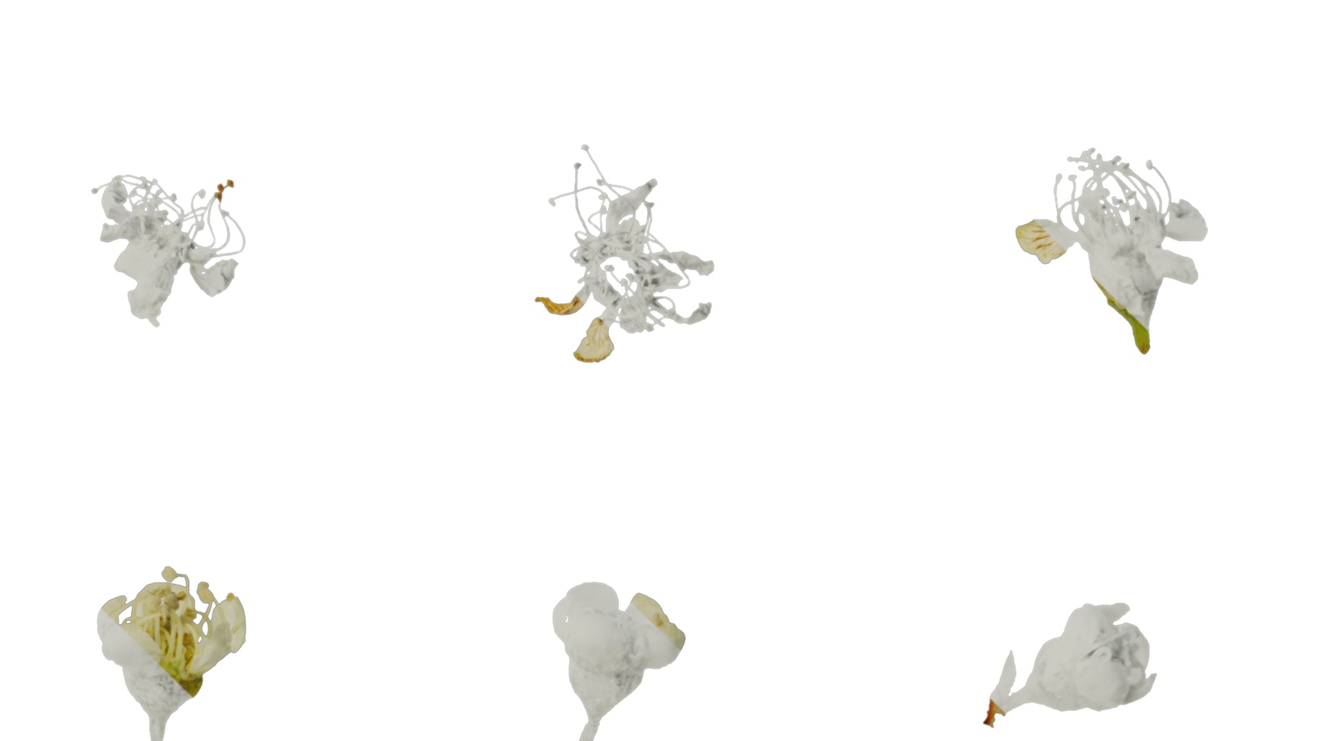 Anydrafts Prunus padus Flower 01 Texture_4