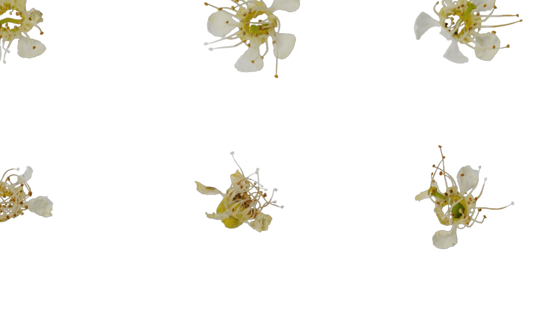 Anydrafts Prunus padus Flower 01 Texture_2