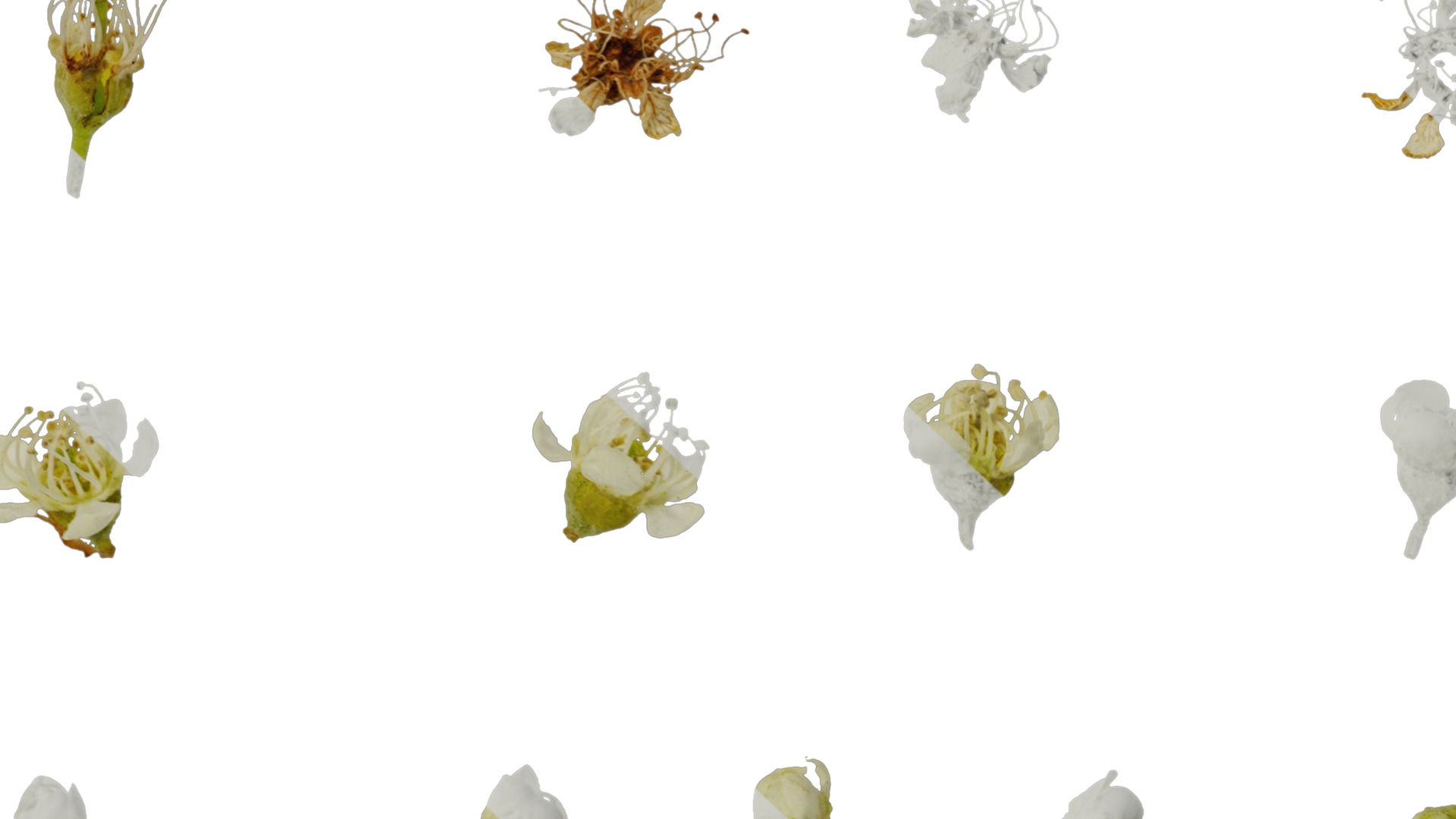 Anydrafts Prunus padus Flower 01 Texture_7