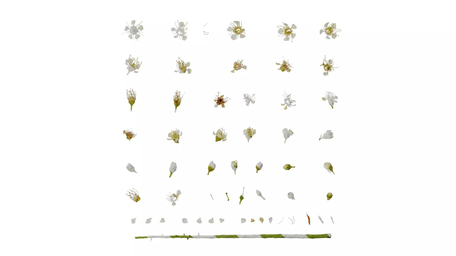 Anydrafts Prunus padus Flower 01 Texture_0