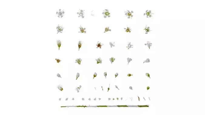 Anydrafts Prunus padus Flower 01