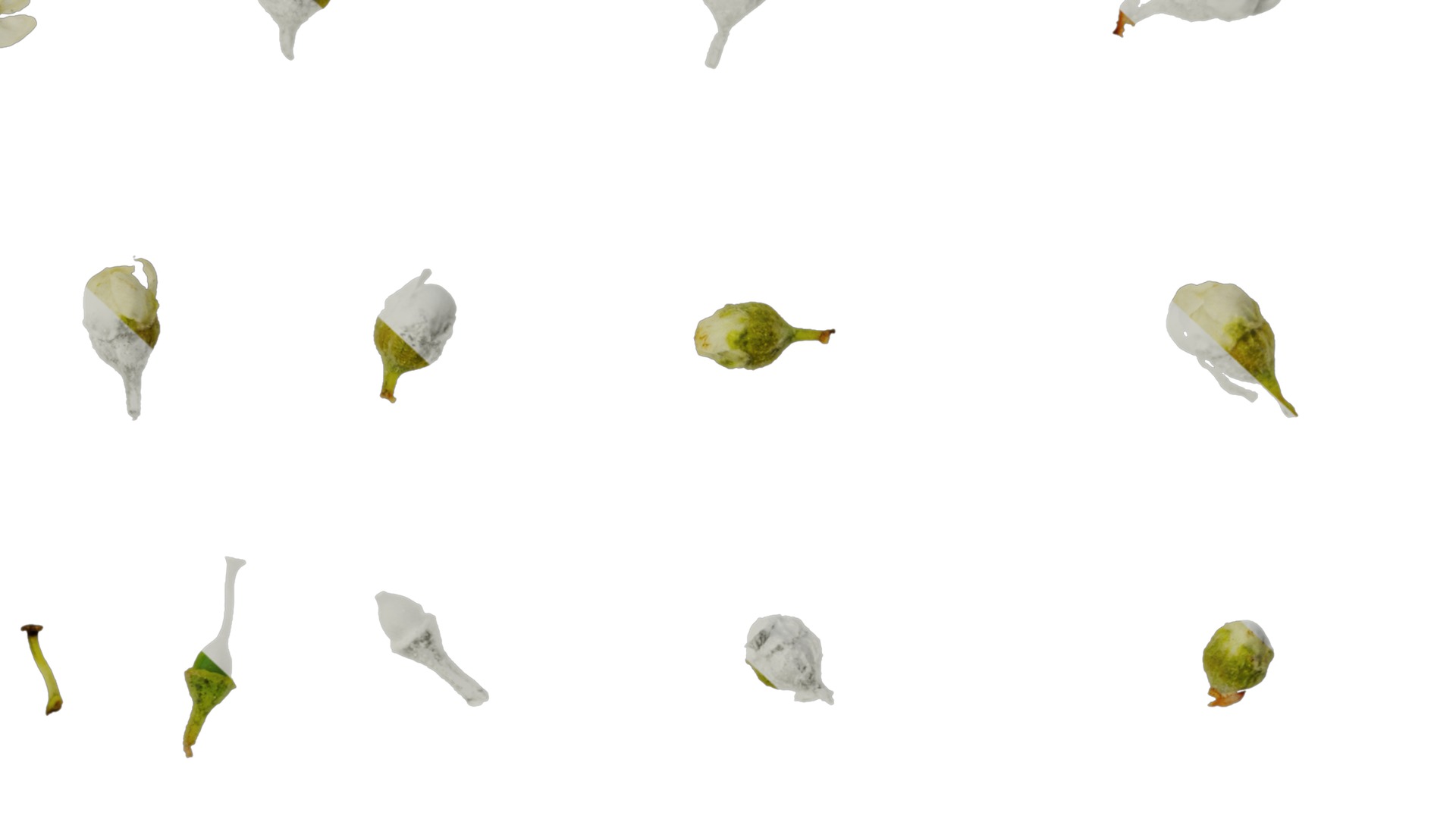 Anydrafts Prunus padus Flower 01 Texture_6