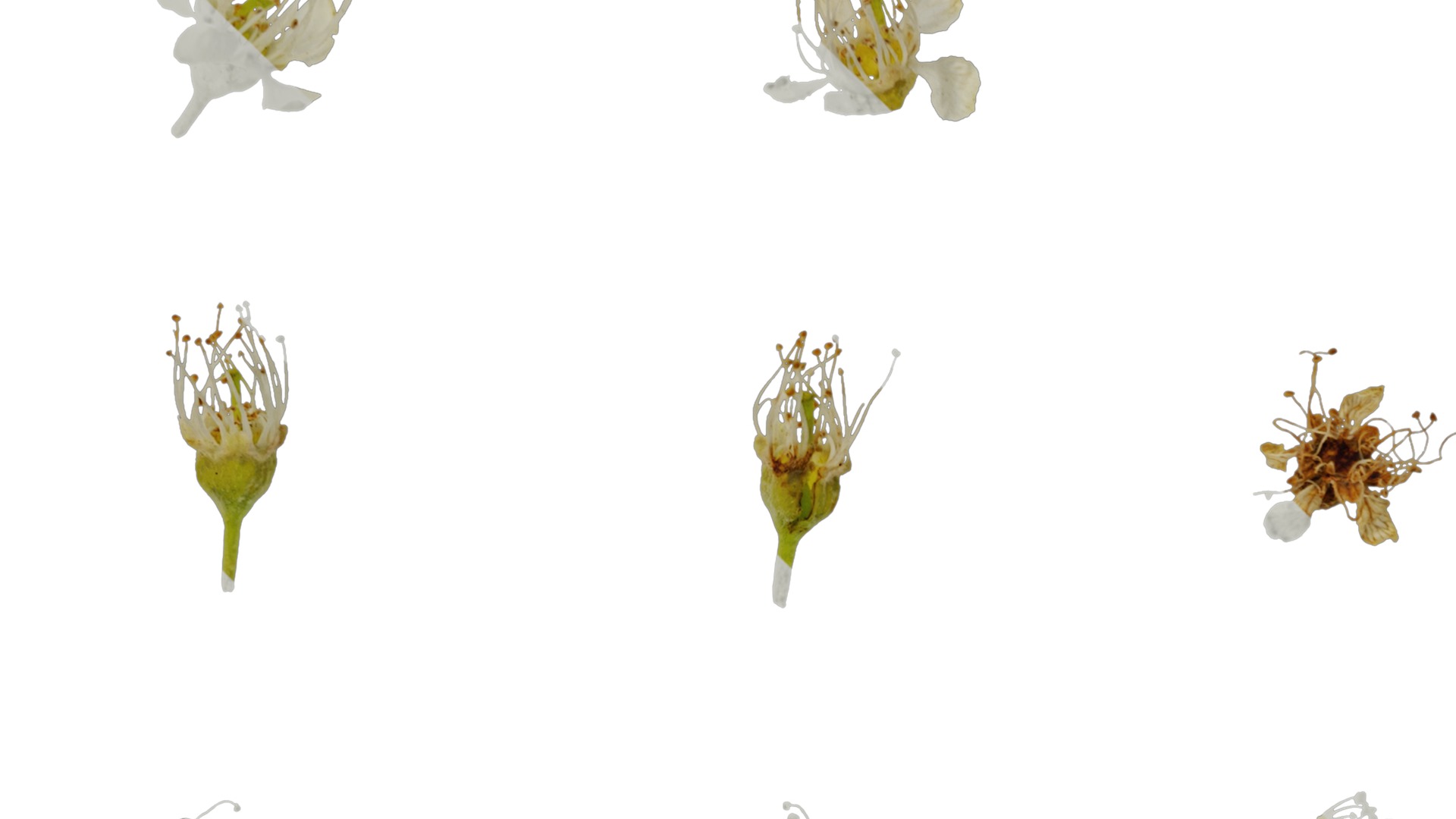 Anydrafts Prunus padus Flower 01 Texture_3