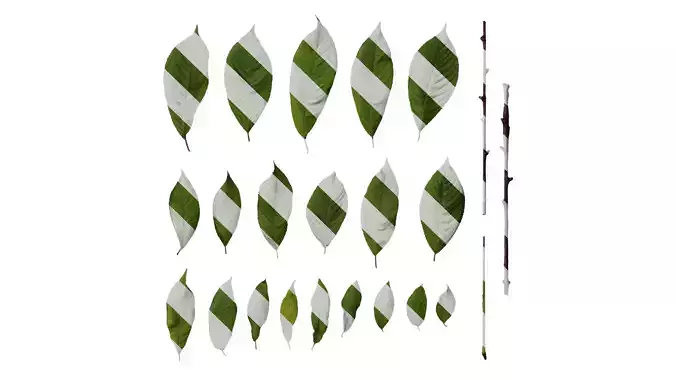 Anydrafts Prunus padus Leaf 01