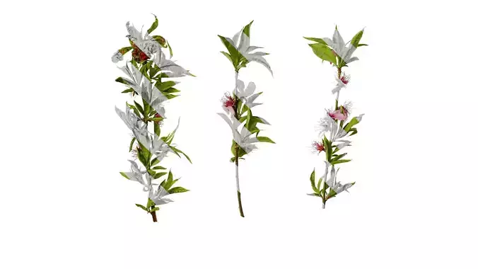 Anydrafts Prunus persica Atlas 10