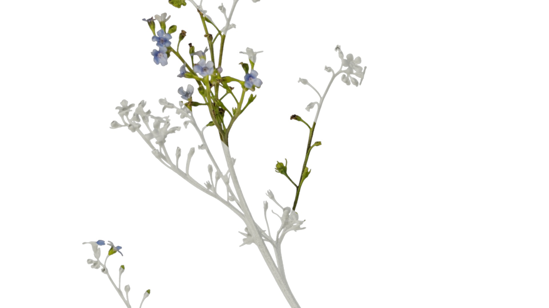 Anydrafts Anchusa italica Atlas 02 Texture_1