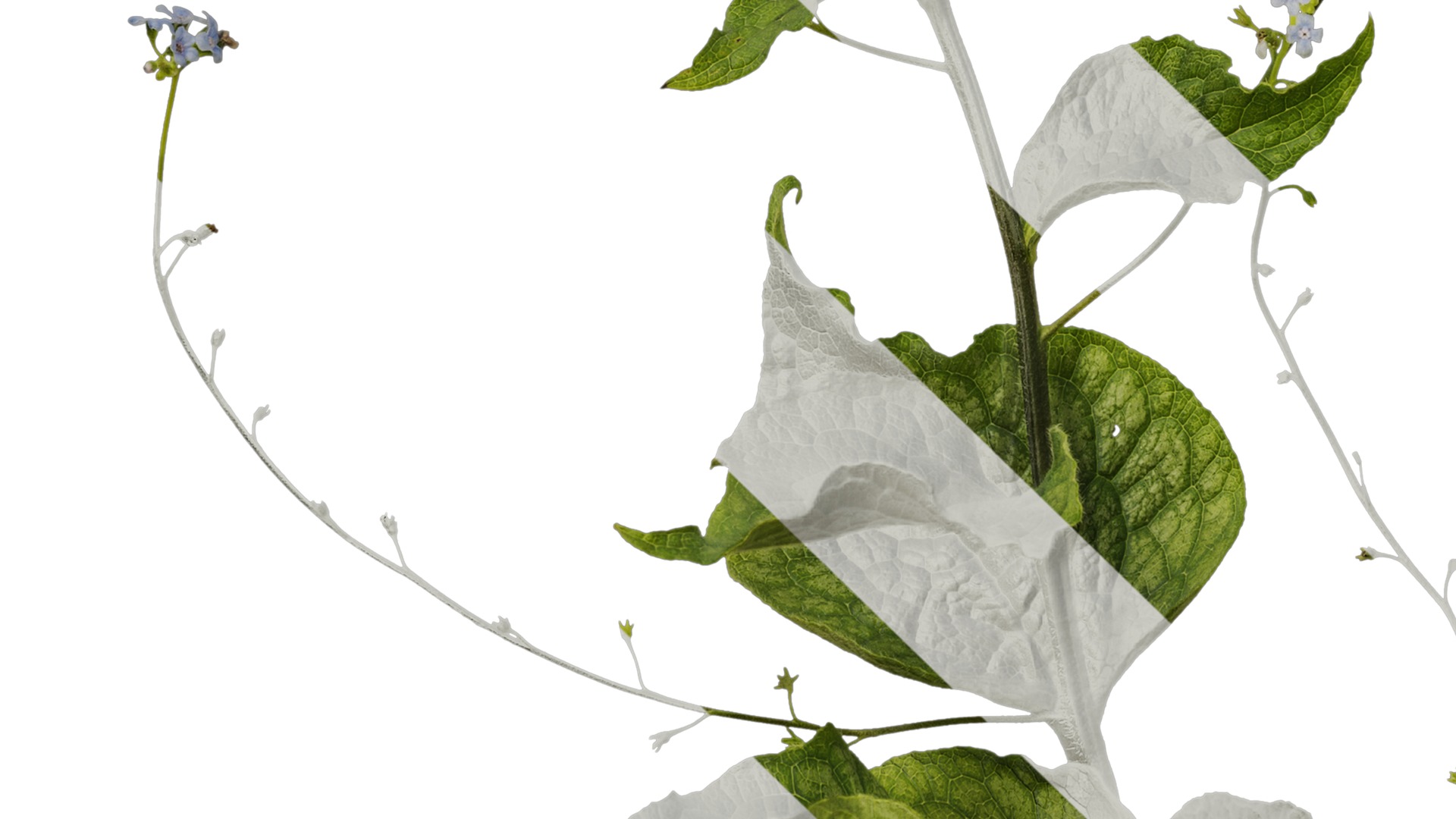 Anydrafts Anchusa italica Atlas 02 Texture_5