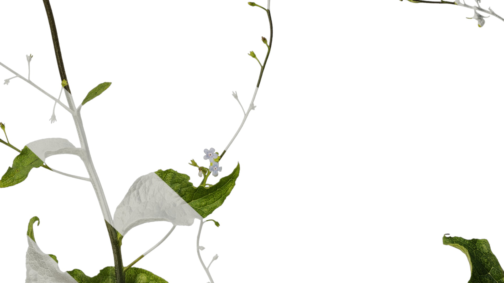 Anydrafts Anchusa italica Atlas 02 Texture_7