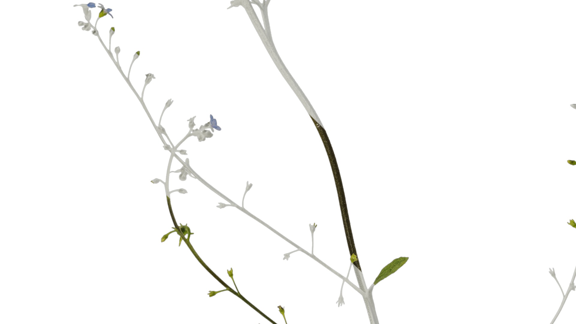 Anydrafts Anchusa italica Atlas 02 Texture_3