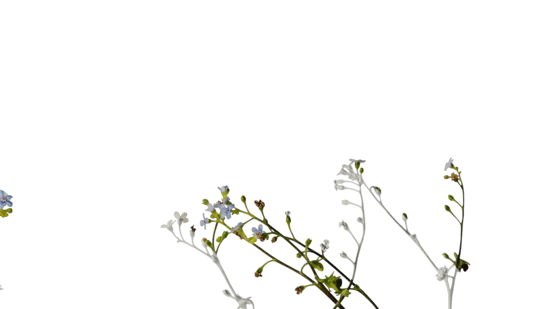 Anydrafts Anchusa italica Atlas 02 Texture_2