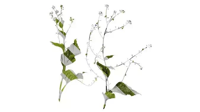 Anydrafts Anchusa italica Atlas 03