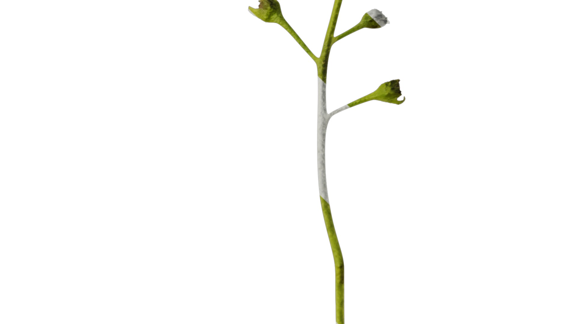 Anydrafts Anchusa italica Flower 02 Texture_4