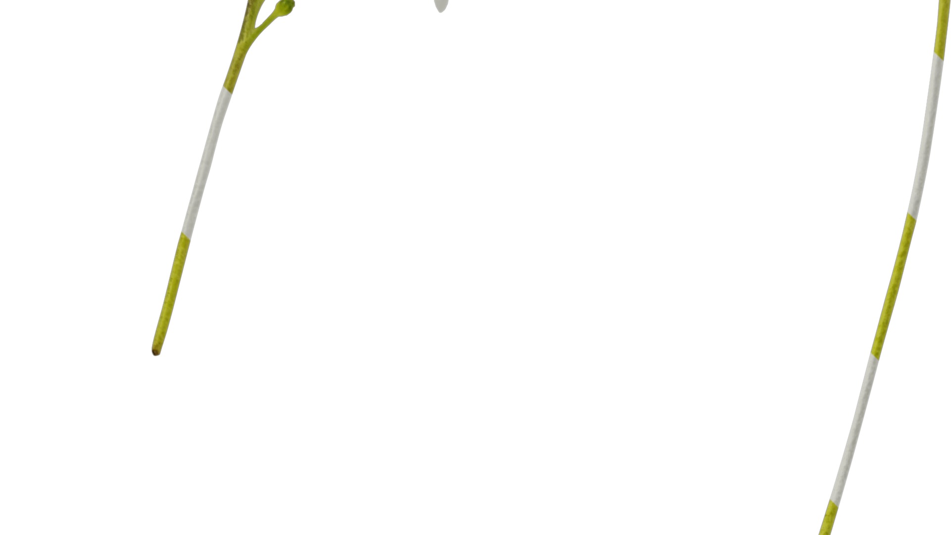 Anydrafts Anchusa italica Flower 02 Texture_3