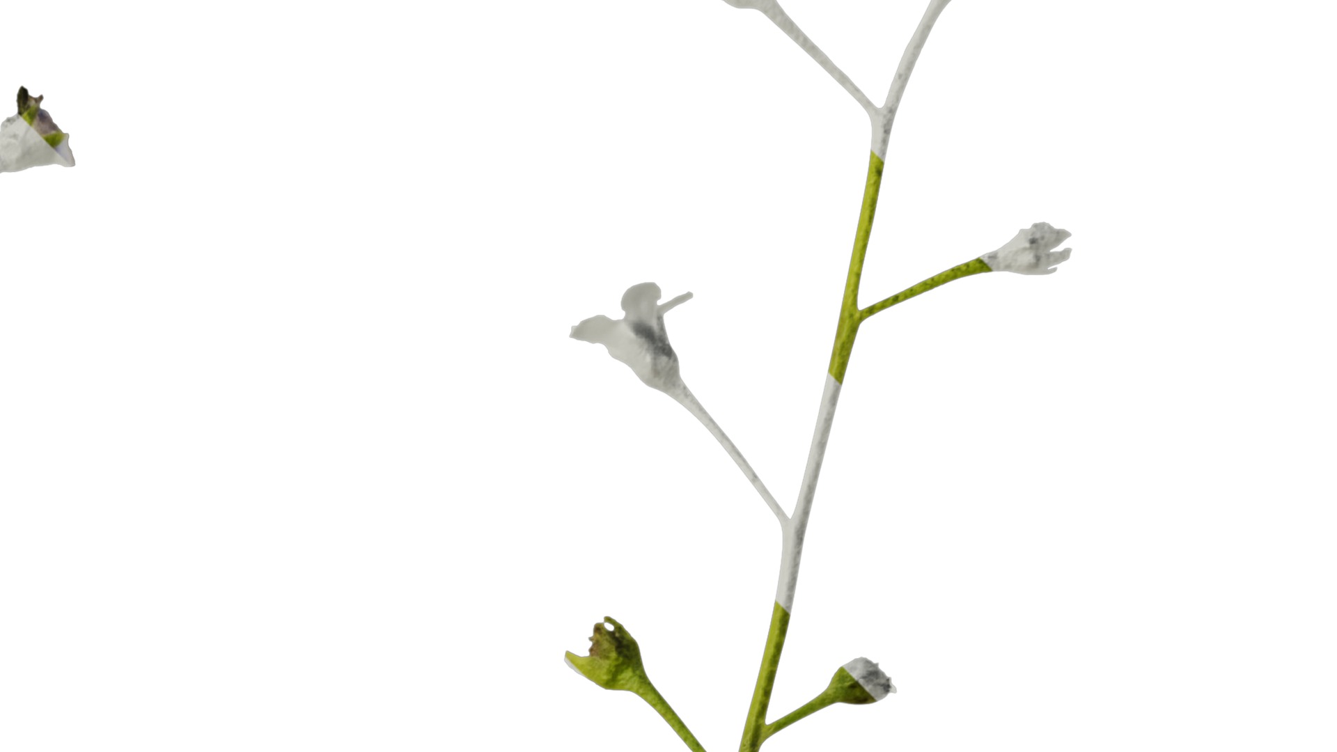 Anydrafts Anchusa italica Flower 02 Texture_2