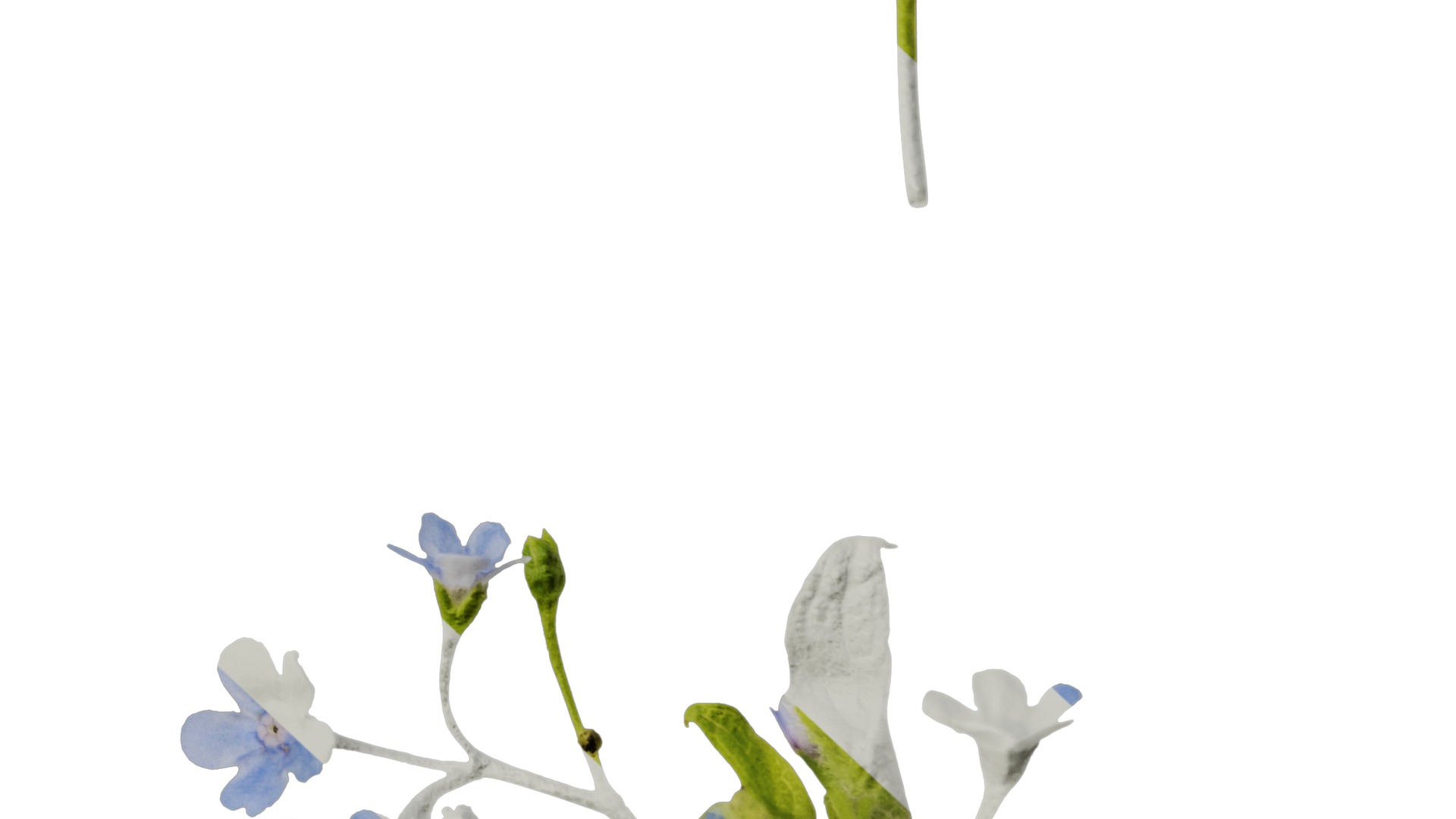 Anydrafts Anchusa italica Flower 02 Texture_6