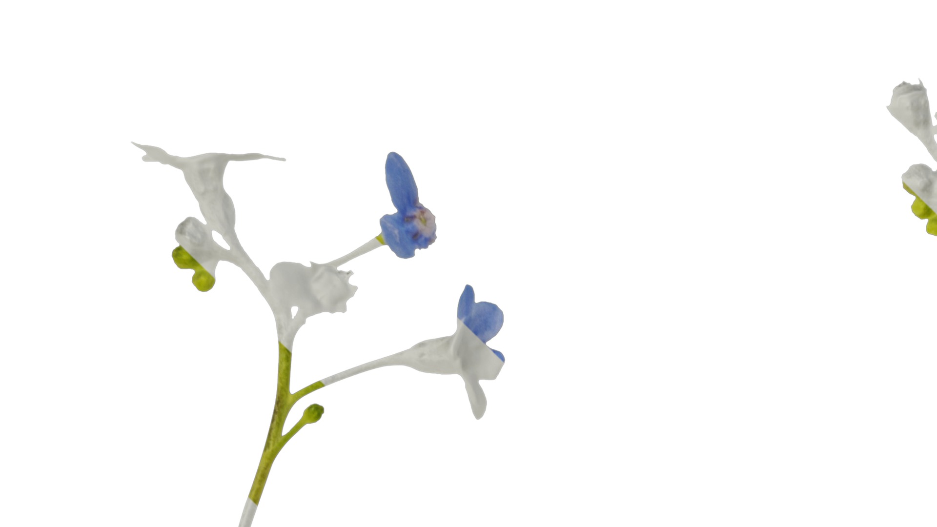 Anydrafts Anchusa italica Flower 02 Texture_1