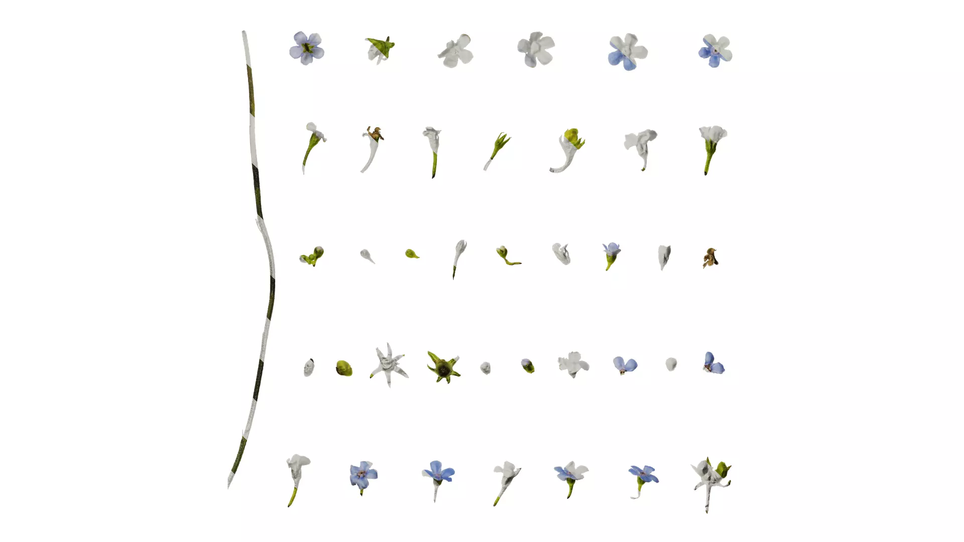 Anydrafts Anchusa italica Flower 03 Texture_0