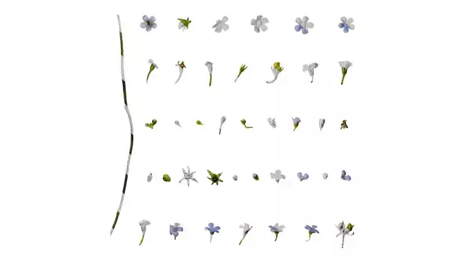 Anydrafts Anchusa italica Flower 03