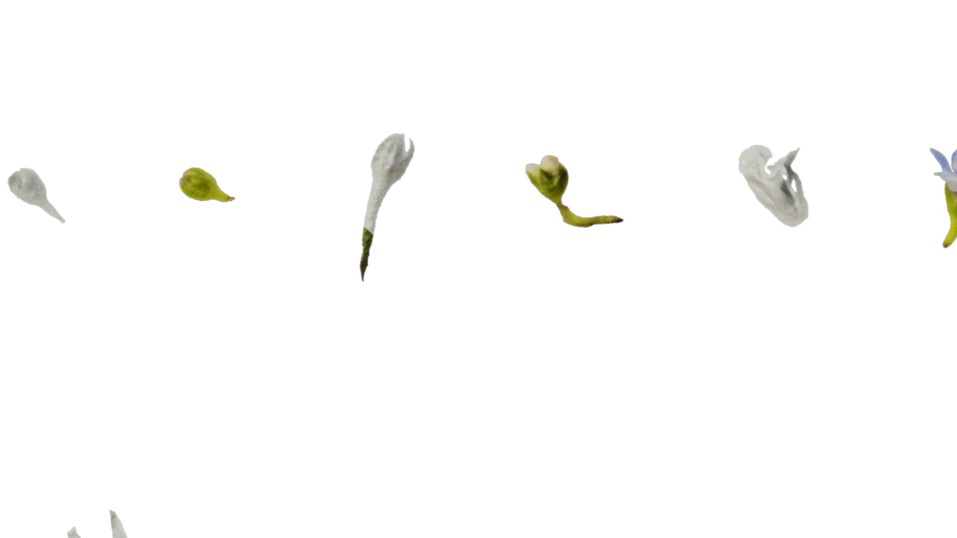 Anydrafts Anchusa italica Flower 03 Texture_7