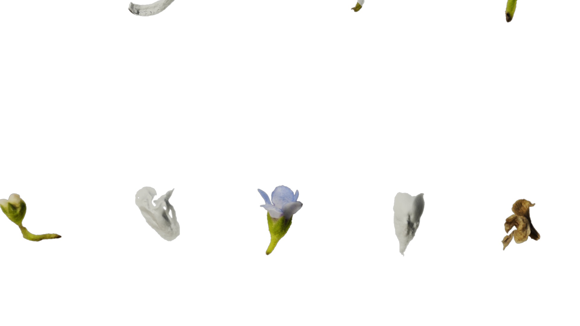 Anydrafts Anchusa italica Flower 03 Texture_4