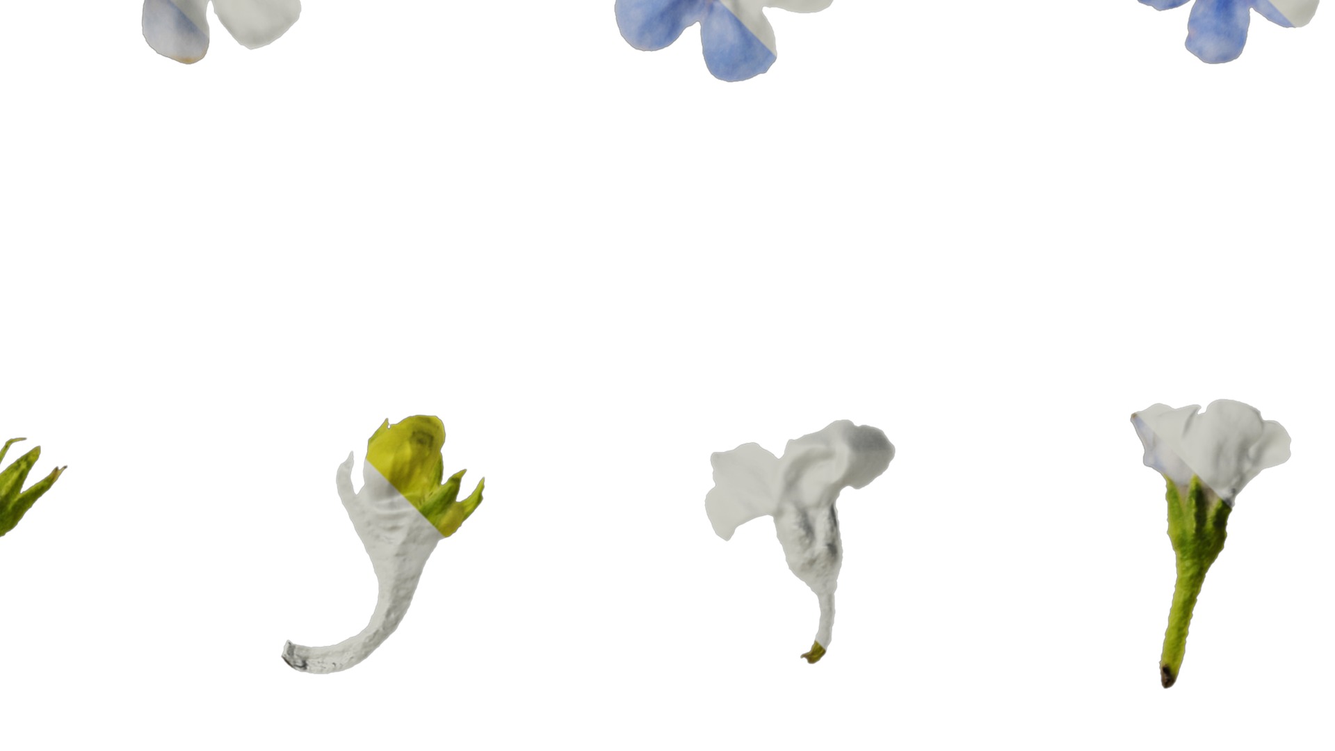 Anydrafts Anchusa italica Flower 03 Texture_2