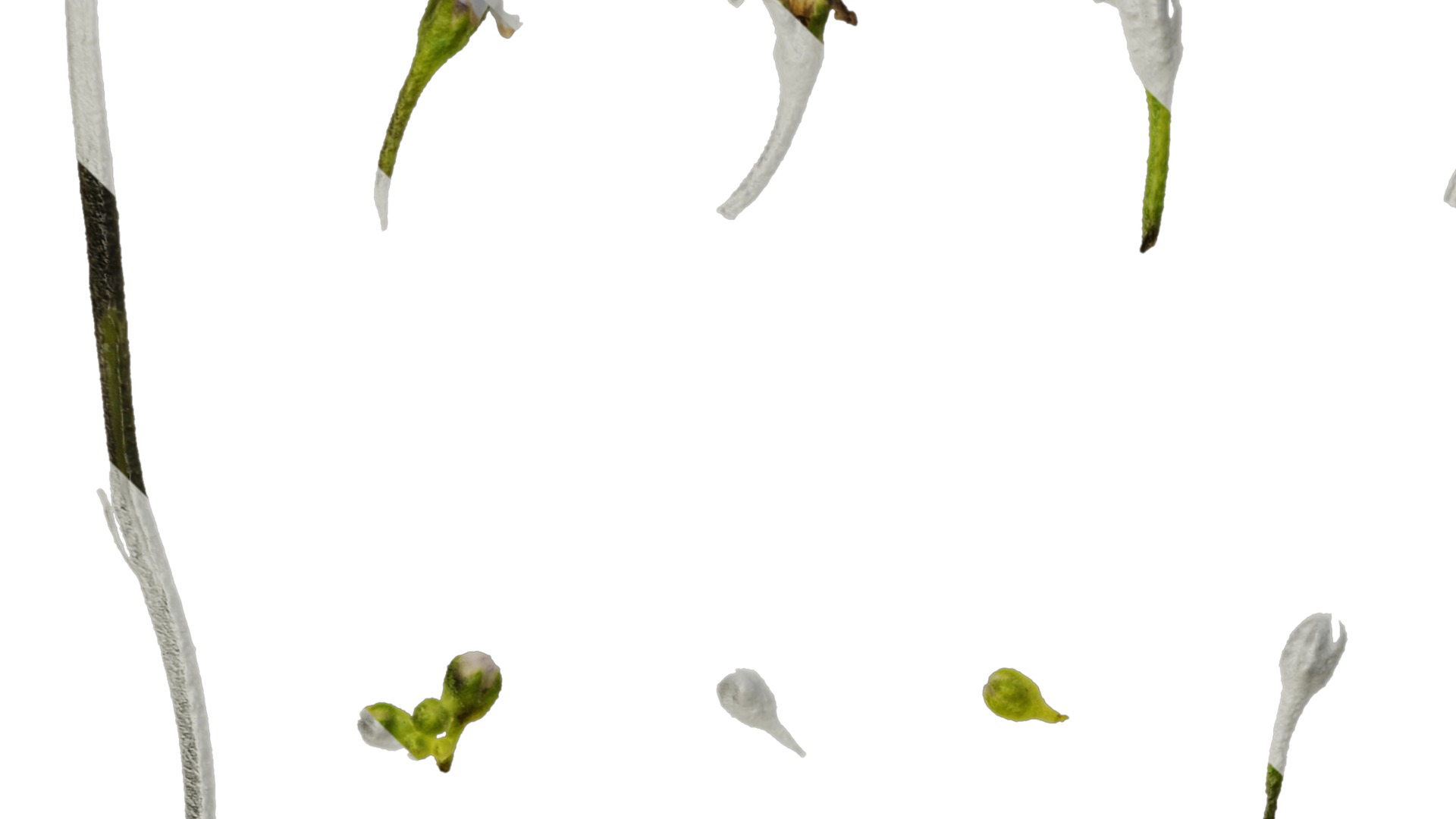 Anydrafts Anchusa italica Flower 03 Texture_3