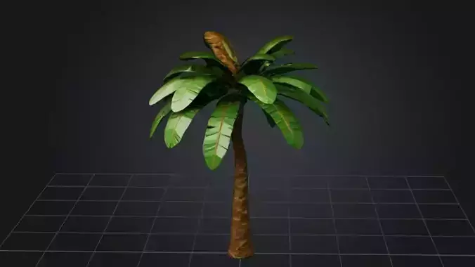 Palm Tree