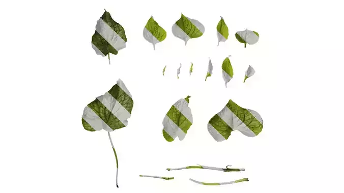 Anydrafts Anchusa italica Leaf 01