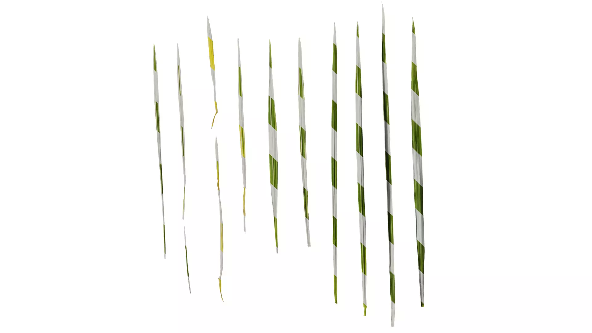 Anydrafts Arrhenatherum elatius variegatum Leaf 01 Texture