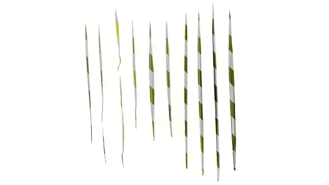 Anydrafts Arrhenatherum elatius variegatum Leaf 01