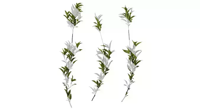 Anydrafts Prunus persica Atlas 12