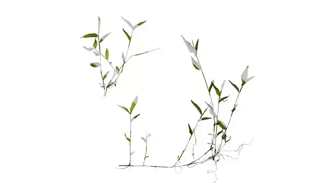 Anydrafts Arthraxon hispidus Atlas 01