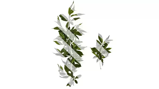 Anydrafts Prunus persica Atlas 13