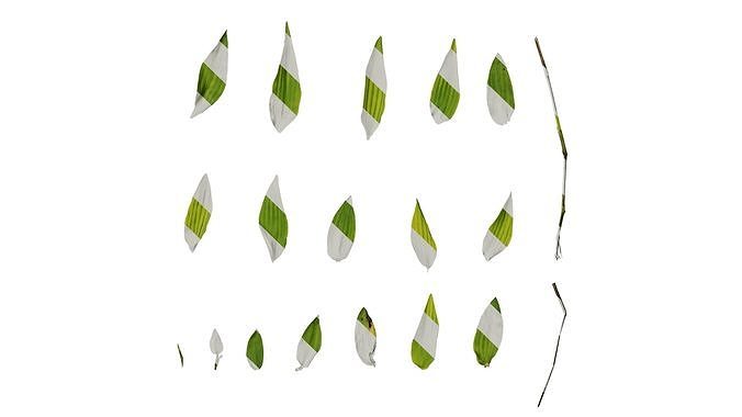 Anydrafts Arthraxon hispidus Leaf 01 Texture