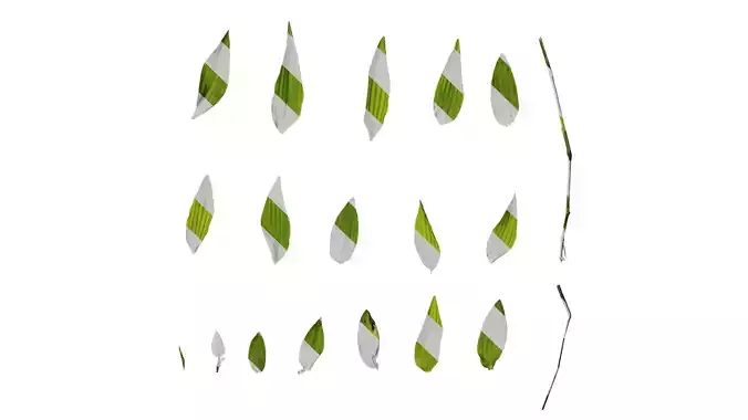 Anydrafts Arthraxon hispidus Leaf 01