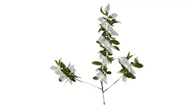 Anydrafts Prunus persica Atlas 14