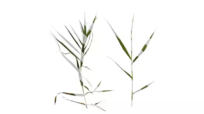 Anydrafts Arundo donax Atlas 06 Texture
