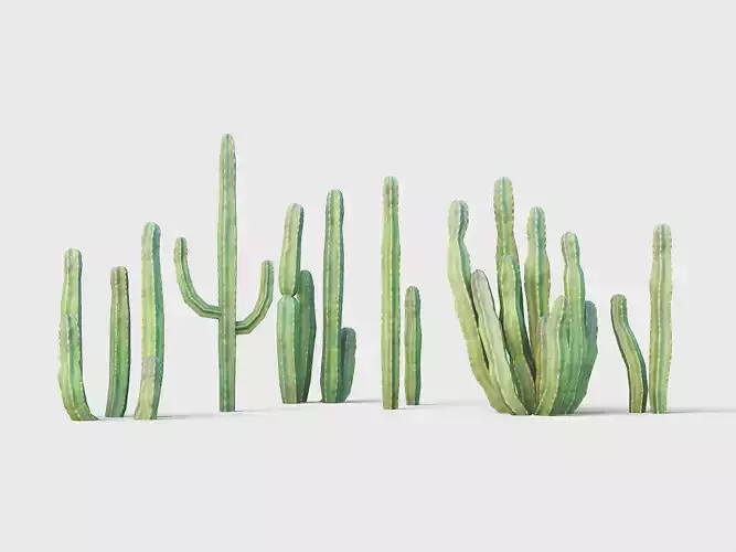 Senita Cactus Low-poly 3D model