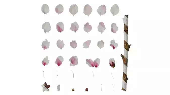 Anydrafts Prunus persica Flower 01