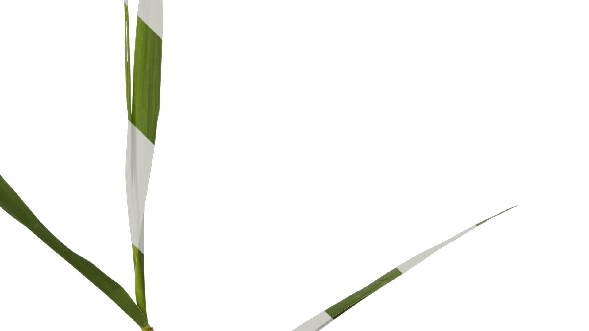 Anydrafts Arundo donax Atlas 07 Texture_4