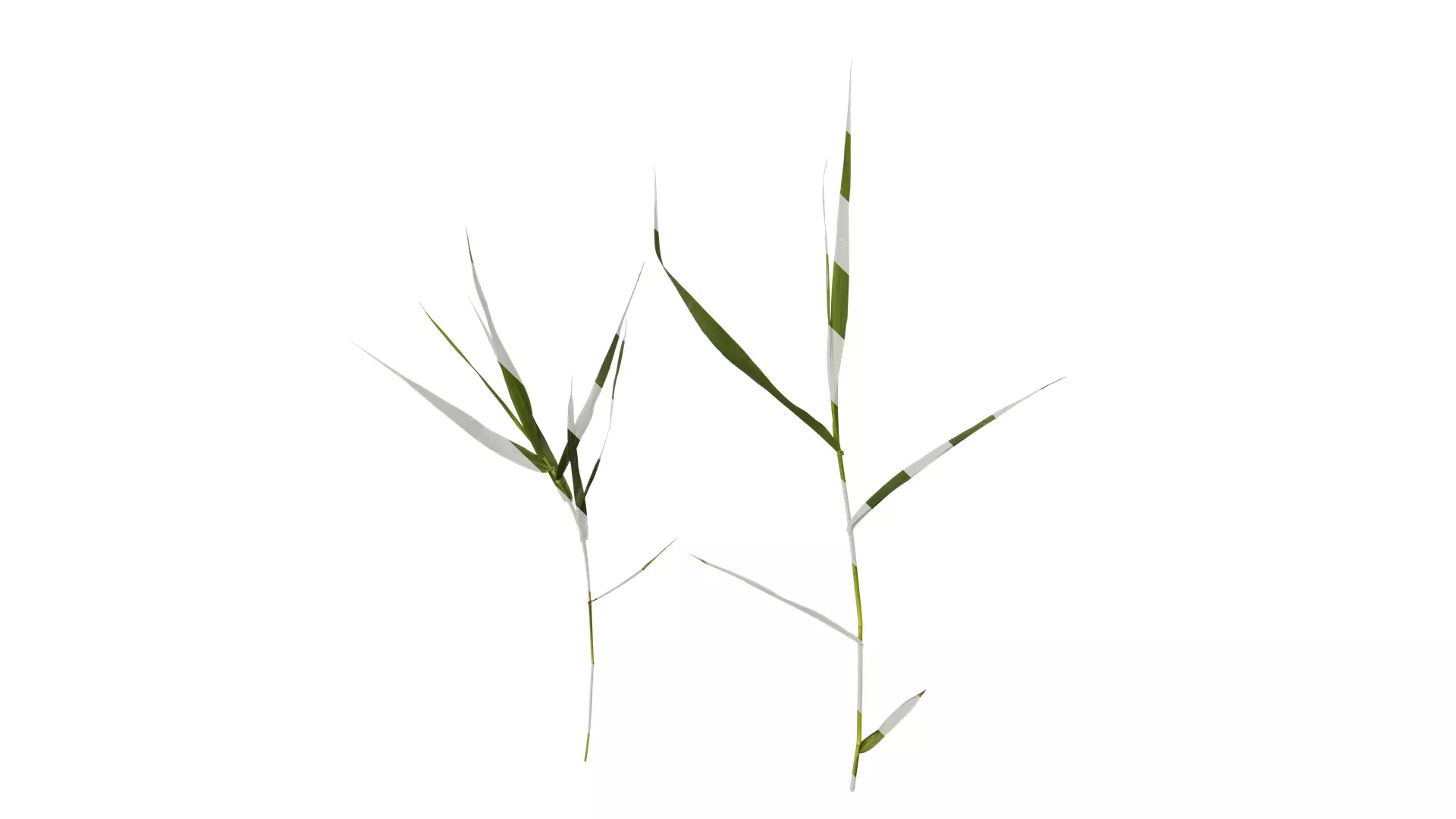 Anydrafts Arundo donax Atlas 07 Texture_0