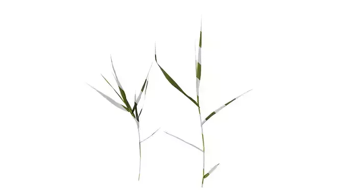 Anydrafts Arundo donax Atlas 07