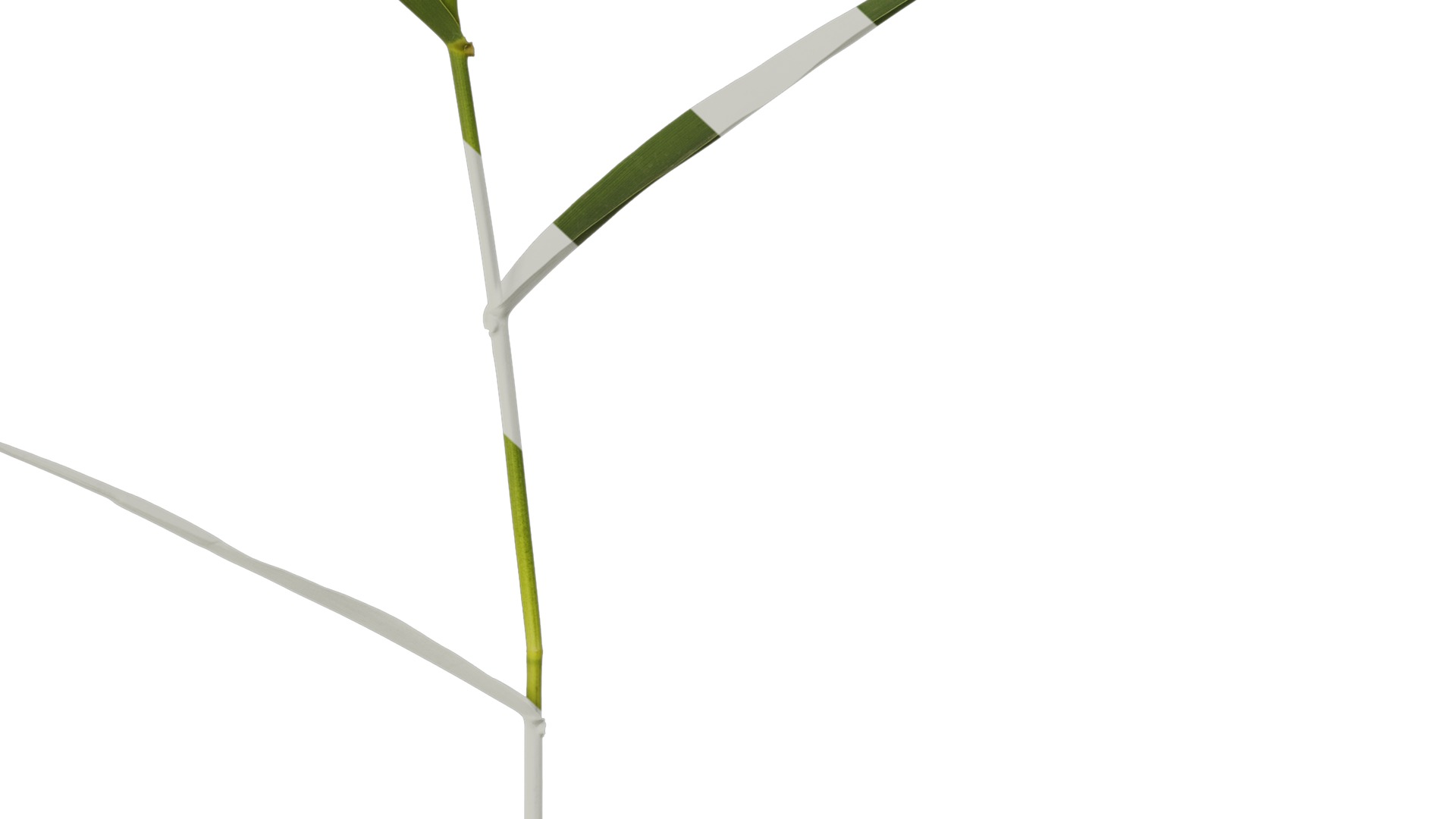 Anydrafts Arundo donax Atlas 07 Texture_6