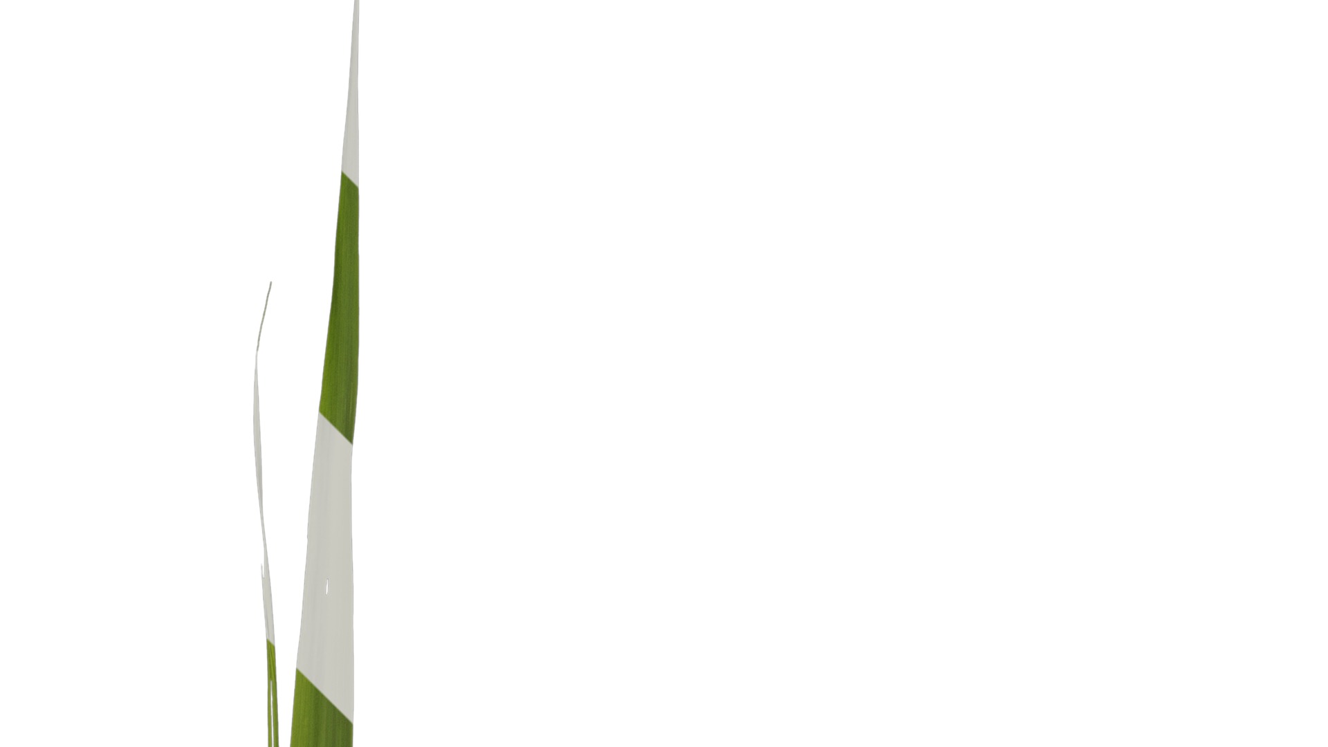 Anydrafts Arundo donax Atlas 07 Texture_2