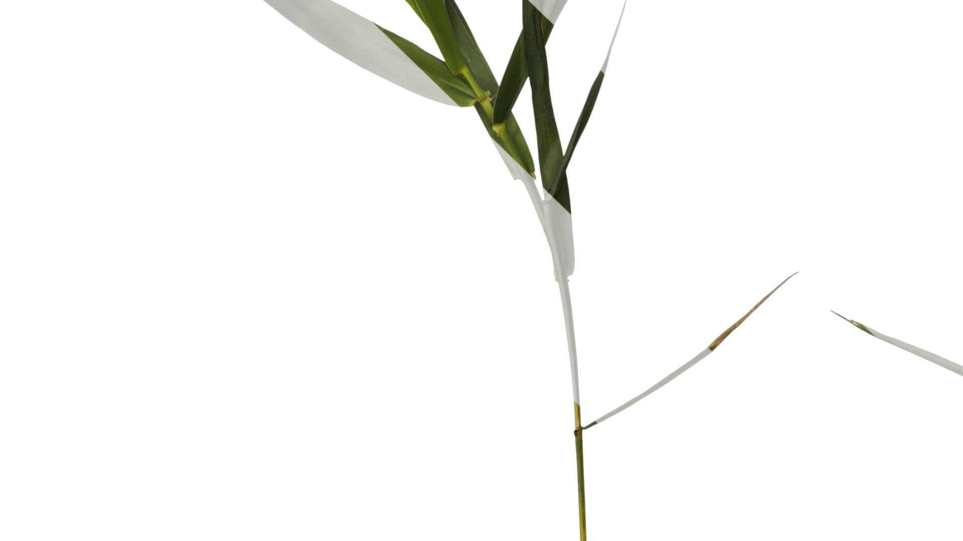 Anydrafts Arundo donax Atlas 07 Texture_5