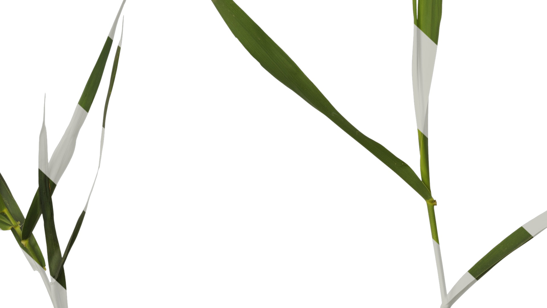 Anydrafts Arundo donax Atlas 07 Texture_7