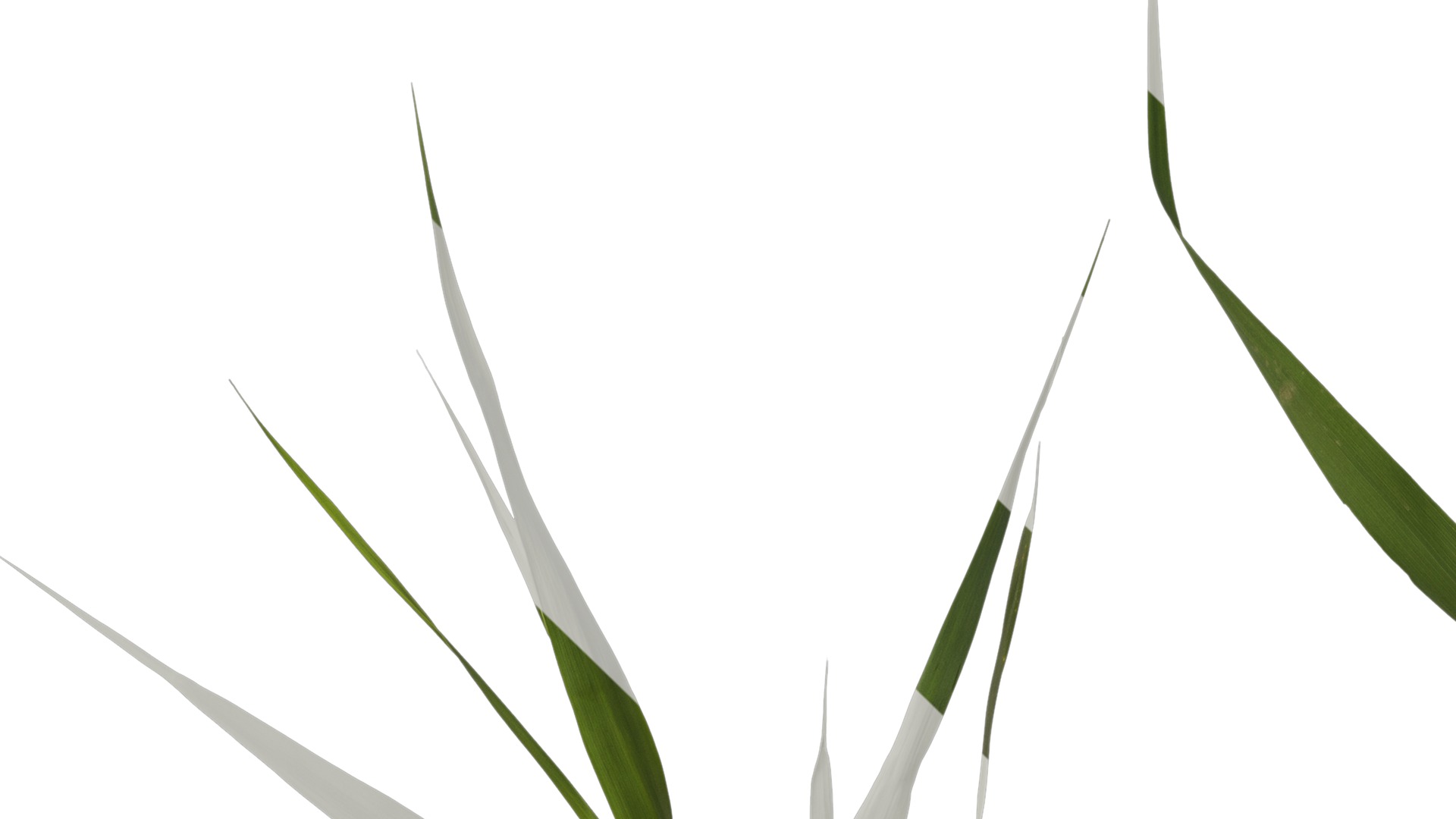 Anydrafts Arundo donax Atlas 07 Texture_3