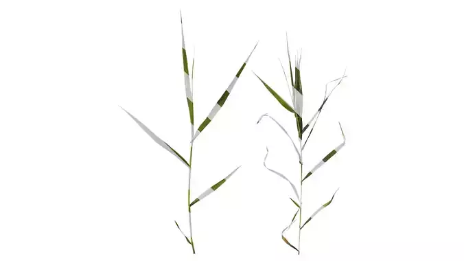 Anydrafts Arundo donax Atlas 08 Texture